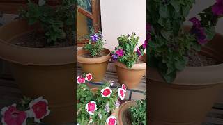 Beautiful plants🌱🌱 #shortvideo #viral #trending #shorts #youtubeshorts #shortsfeed #flowers #plants