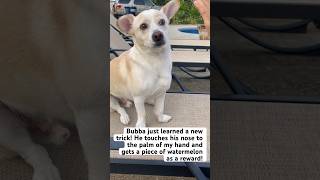 Bubba￼ new skill!￼ #dog #pets #viralvideo #animals