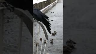 Crow at Otaru Canal, Hokkaido, Japan（日本北海道）#japan #travel #hokkaido #otaru