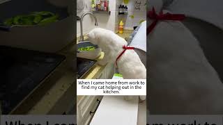 Funny and adorable cat in the kitchen  🤣🤣#funnycatvideos #funnycats #whitecat