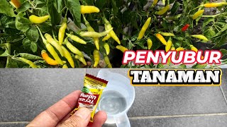 Trasi bisa menyuburkan tanaman agar cepat berbuah?