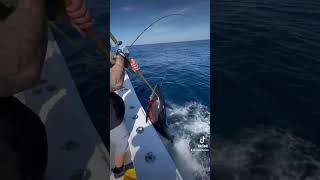 #fishing #tuna #fish #tunafish #fishingvideo #fishinglife #fish #offshorefishing #mahi #fishvideo