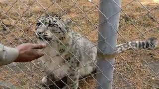 PET LEOPARD IN PAKISTAN