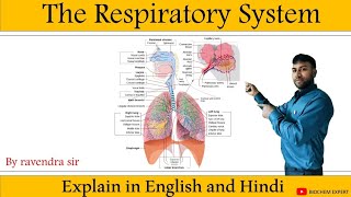 respiratory system anatomy & physiology in Hindi||Organ structure functions disorder of respiration