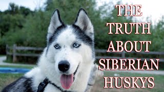 THE TRUTH ABOUT SIBERIAN HUSKIES