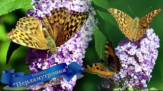 "Der Kaisermantel"-kleine Wunder der Natur-Schmetterlinge-Butterfly fly.( Argynnis adippe )