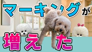 【犬のしつけ】去勢しているのにマーキングが増えた【悩み相談ライブ切り抜き】