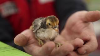 Tractor Supply Co. in Southampton holds backyard poultry event