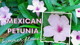 Mexican Petunia - Summer flowers | Difference between Petunia and Mexican Petunia |