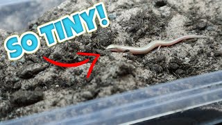 NEW WEDGE-SNOUTED SKINK BABIES!