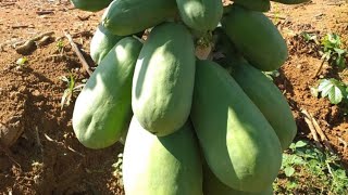 بابايا قزمي غزير الإنتاج papaya seeds 1foot