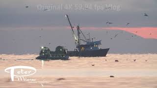 Herring seine boats with gulls in morning light 4K stock footage