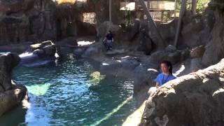 Seal Training at the NC Zoo