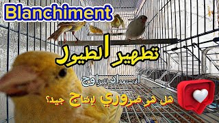 تطهير الكناري قبل التزاوج