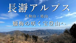 長瀞アルプス、蝋梅さく宝登山へ。天狗山、坊山、雑木林の尾根道を野上から縦走【シニア夫婦のゆる登山日記 No29】