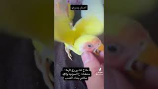 غندور روز اصفر وحبري #budgies #غندور #shorts #اكسبلور #explore #ترند