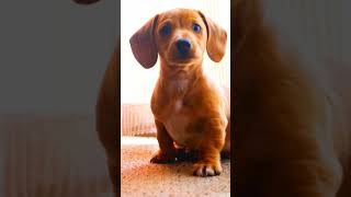 Funny Alert: Aww SO CUTE! - Animal Videos