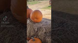 Southern Hill Farms Fall Festival #shorts