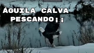 Asombroso, Águila calva pescando y la reacción hacia su compañera DNF