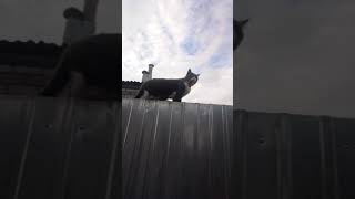 Любопытная кошка Ася идёт по своим делам #кошка #кошкавдоме #catshorts #catsofinstagram #catsvideo