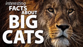 Interesting facts about Big Cats