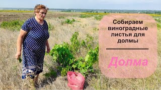 Собрали урожай нута / Поехали за виноградными листьями / Готовим долму / Деревенская жизнь