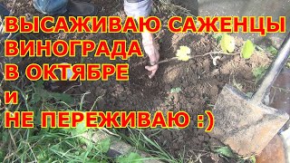 ВЫСАЖИВАЮ САЖЕНЦЫ ВИНОГРАДА В ОКТЯБРЕ  и НЕ ПЕРЕЖИВАЮ :)