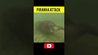 #shorts|| piranha machhali|| piranha attack|| wild life facts