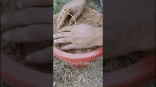 How to grow Taro (Arbi) plant in pot | Gamle me Arbi kaise lagaen #plants #gardening