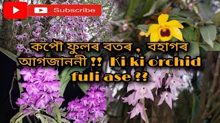 কপৌ ফুলৰ বতৰ ,  বহাগৰ আগজাননী !! ||Khyonjeet Gogoi|| Assam