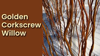 Golden Corkscrew Willow