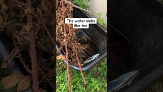 I accidentally made tea in a wheelbarrow.