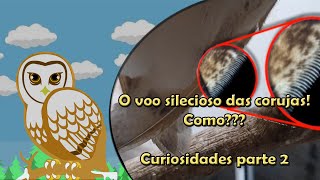 Curiosidades sobre corujas - Parte 2