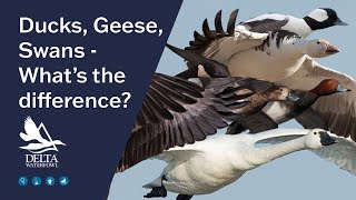 Insider look at Ducks, Geese, Swans | What's The Difference? | Duckology