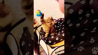 Играть! Всем играть! #котята #kitten #kitty #котики