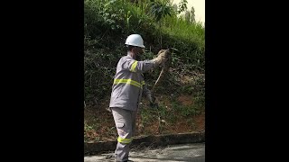 Jiboia enorme é capturada em terreno na sede de Domingos Martins| ✅ INSCREVA-SE NO CANAL