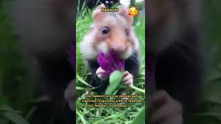 Hilarious Hamster: The Master of Cute and Comical Moments 🐹