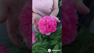 Salmon glory peony. Салмон Глори пион. Пулков сад (2022 г)