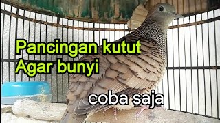 Perkutut Lokal alam gacor