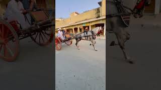 Parwaz ||horse videos #horse #shortvideo