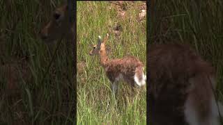 Antilope dei canneti montana