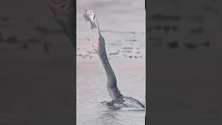 OMG 😳 birds fishing 😹#birds#fishing#fish#shorts#short#shortvideo#shortsviral#animals