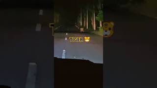 Tiger on srisailam road #viralvideo #videoshort