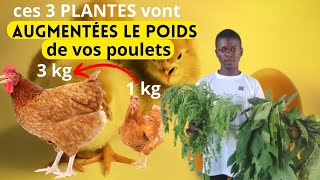 Ces trois plantes vont accélérer la croissance et le poids de vos poulets