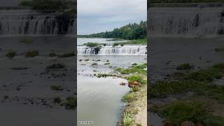 🌧Save this and execute 🤩Kodiveri Waterfalls, Gopichettipalayam #shortsfeed #travel #shortsviral