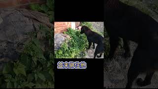 [FB_的這一天]18_3 GOOFY等待被收養 先身心調整..#台灣犬 #台灣米克斯