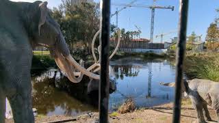 La Brea Tar Pits L.A. Short Tutorial