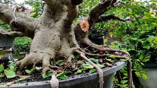 Bonsai Kimeng Dalam Pengawatan