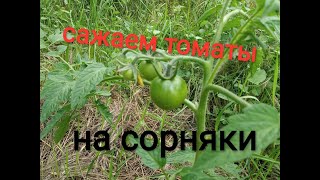 Эксперимент! Сажаем помидоры вперемешку с сорняками и корнями.