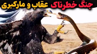 وحشتناکتری جنگ بین دوشکارچی بیرحم ،عقاب قدرتی درمقابل مارکبری زهراگین😱